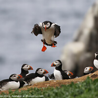 Buy canvas prints of Atlantic Puffin by Simon Marlow