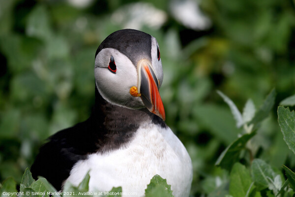Atlantic Puffin Picture Board by Simon Marlow