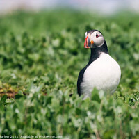 Buy canvas prints of Atlantic Puffin by Simon Marlow