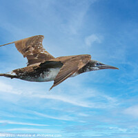 Buy canvas prints of Gannet by Simon Marlow
