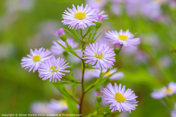 Michaelmas Daisies Picture Board by Simon Marlow