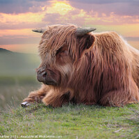 Buy canvas prints of Highland Cow by Simon Marlow