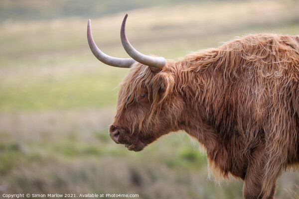 Highland Cow Picture Board by Simon Marlow
