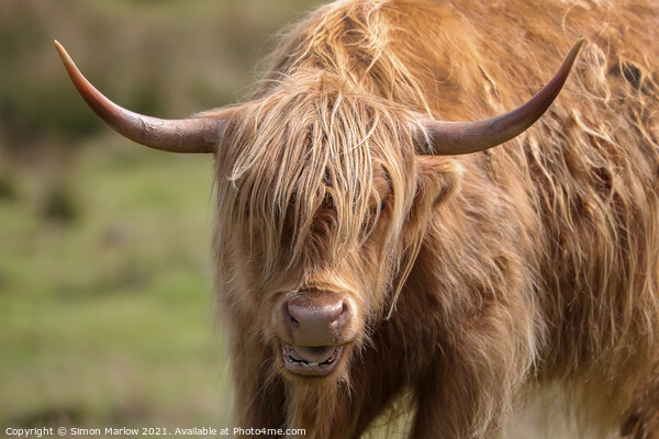Majestic Highland Cow Picture Board by Simon Marlow