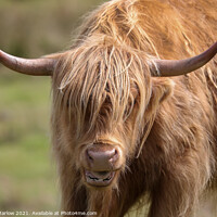 Buy canvas prints of Majestic Highland Cow by Simon Marlow