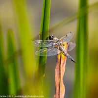 Buy canvas prints of Black Tailed Skimmer Dragonfly by Simon Marlow