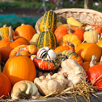 Buy canvas prints of Autumn Squashes and Pumpkins by Simon Marlow