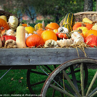 Buy canvas prints of Autumn Squashes and Pumpkins by Simon Marlow