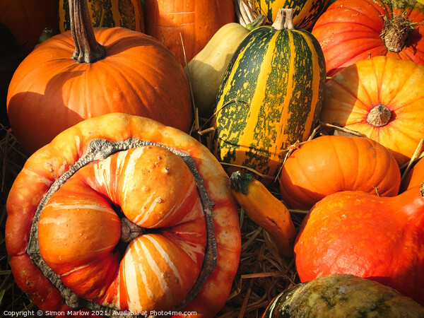 Autumn Squashes and Pumpkins Picture Board by Simon Marlow