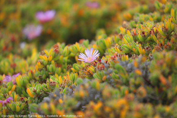 Mesembryanthemum flower in the Isles of Scilly Picture Board by Simon Marlow
