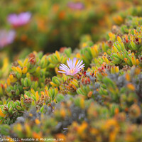 Buy canvas prints of Mesembryanthemum flower in the Isles of Scilly by Simon Marlow