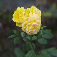 Buy canvas prints of Yellow Autumn Roses by Simon Marlow