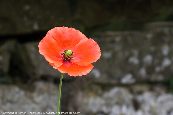 Single Red Poppy Picture Board by Simon Marlow