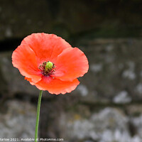 Buy canvas prints of Single Red Poppy by Simon Marlow