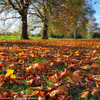 Buy canvas prints of The Colours of Autumn by Simon Marlow
