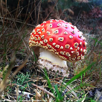 Buy canvas prints of A close up of a Fly Agaric Mushroom by Simon Marlow