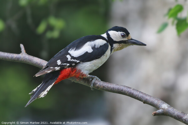 Great Spotted Woodpecker Picture Board by Simon Marlow