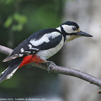 Buy canvas prints of Great Spotted Woodpecker by Simon Marlow