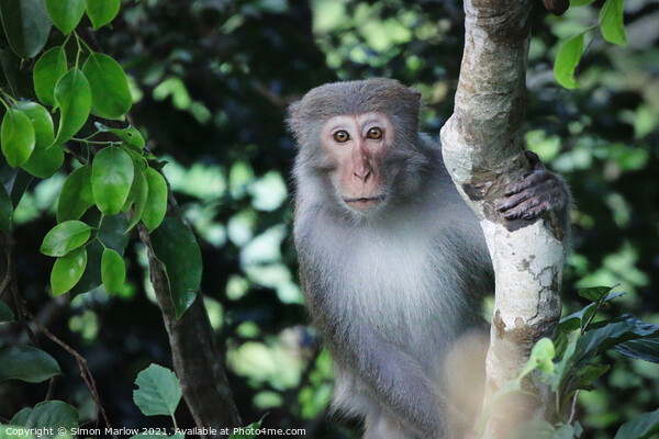 Wild Macaque in the Vietnam Jungle Picture Board by Simon Marlow