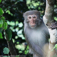 Buy canvas prints of Wild Macaque in the Vietnam Jungle by Simon Marlow