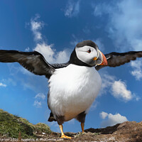 Buy canvas prints of Atlantic puffin on the Northumberland coast by Simon Marlow