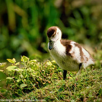 Buy canvas prints of Cute Egyptian Gosling by Simon Marlow