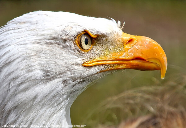 Stunning side portrait of an Eagle head Picture Board by Simon Marlow