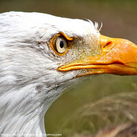 Buy canvas prints of Stunning side portrait of an Eagle head by Simon Marlow