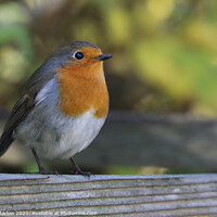 Buy canvas prints of Frosty Morning Robin by Simon Marlow