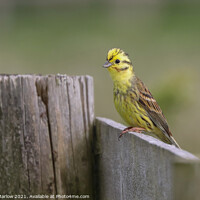 Buy canvas prints of Yellowhammer by Simon Marlow