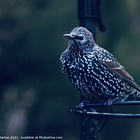 Buy canvas prints of Starling by Simon Marlow