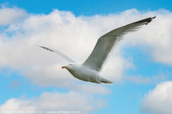 Majestic Gull Flight Picture Board by Simon Marlow