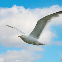 Buy canvas prints of Majestic Gull Flight by Simon Marlow