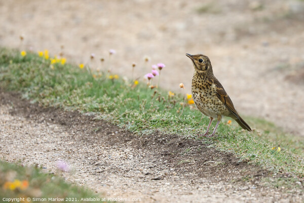 Majestic Song Thrush in Scenic Isles Picture Board by Simon Marlow