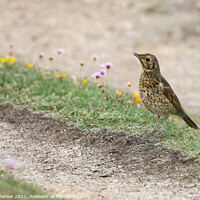 Buy canvas prints of Majestic Song Thrush in Scenic Isles by Simon Marlow