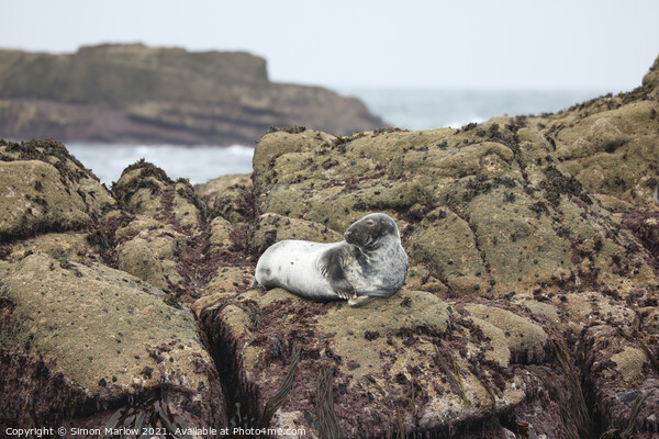 Seal on rocks in the Isles of Scilly Picture Board by Simon Marlow