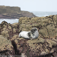 Buy canvas prints of Seal on rocks in the Isles of Scilly by Simon Marlow