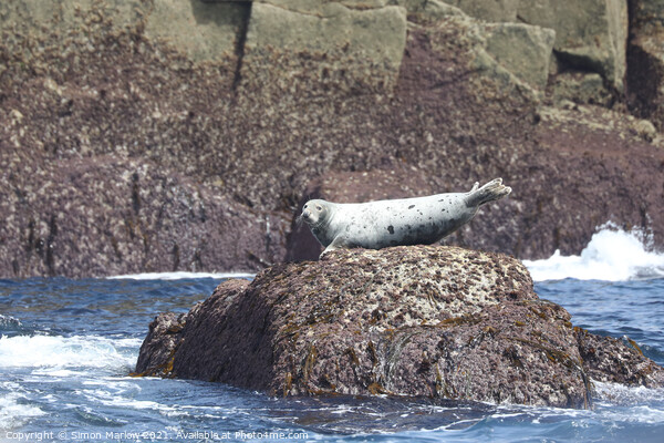 Seal on rocks Picture Board by Simon Marlow