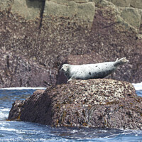 Buy canvas prints of Seal on rocks by Simon Marlow