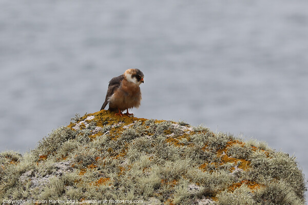 Rare Red Legged Falcon in the Isles of Scilly Picture Board by Simon Marlow