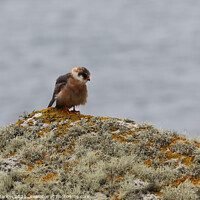 Buy canvas prints of Rare Red Legged Falcon in the Isles of Scilly by Simon Marlow