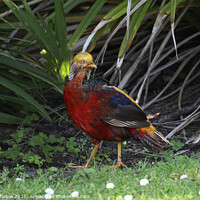 Buy canvas prints of Majestic Golden Pheasant in Vibrant Paradise by Simon Marlow