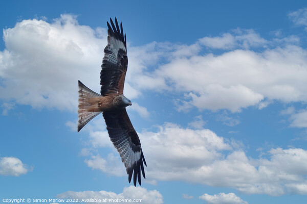 Graceful Red Kite Takes Flight Picture Board by Simon Marlow