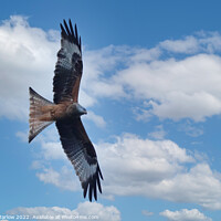 Buy canvas prints of Graceful Red Kite Takes Flight by Simon Marlow