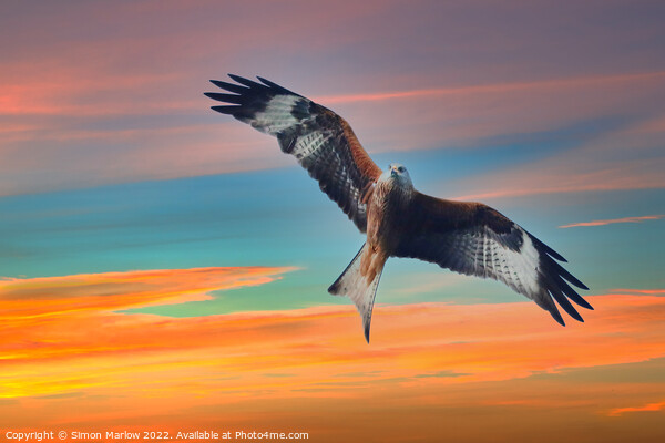 Red Kite Picture Board by Simon Marlow