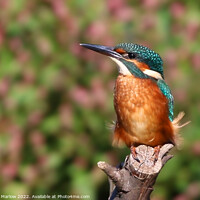 Buy canvas prints of Beautiful Kingfisher on a tree perch by Simon Marlow