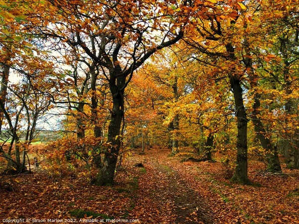 Autumn Colours Picture Board by Simon Marlow