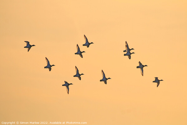 Teal at Sunrise Picture Board by Simon Marlow