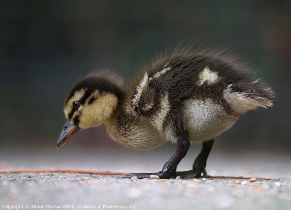 Mallard Duckling Picture Board by Simon Marlow