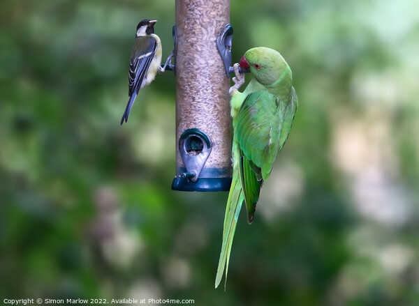 Ring Necked Parakeet and Great Tit on a feeder Picture Board by Simon Marlow